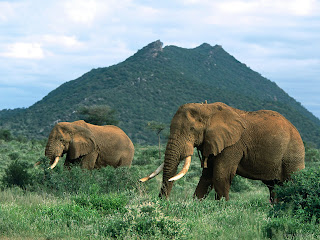 Elephants Wallpapers