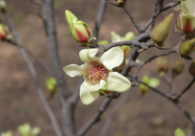 Magnolia Flower Pictures