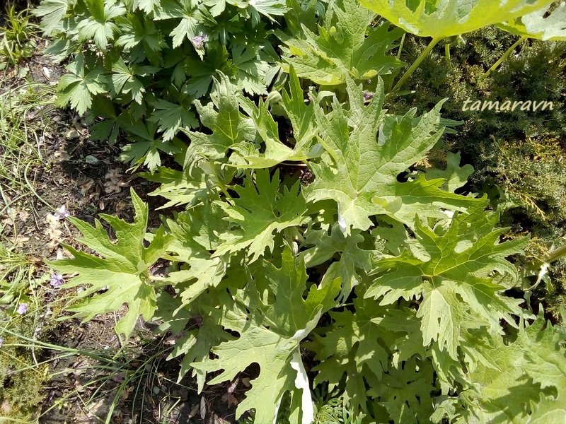 Белокопытник Татеваки (Petasites tatewakianus)