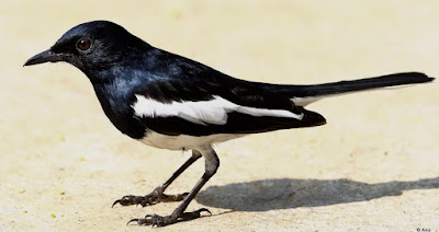 "Oriental Magpie-Robin - Copsychus saularis,resident common in yhe garden looking elegant."