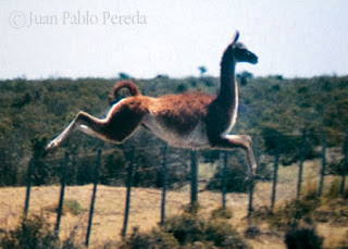 Road Safety - animals on the Valdes Peninsula Natural Reserve - Drive with care