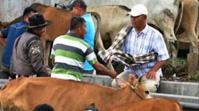 Tradisi Marosok: Jual Beli Hewan Ternak dengan Sentuhan Budaya