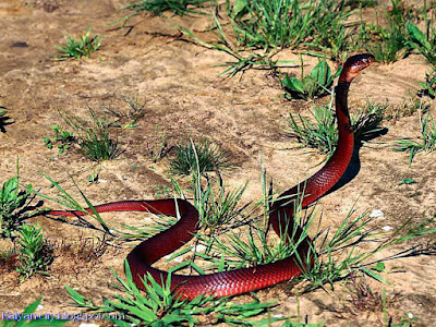 Red Snake