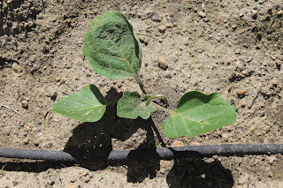 Just transplanted eggplants into the garden.