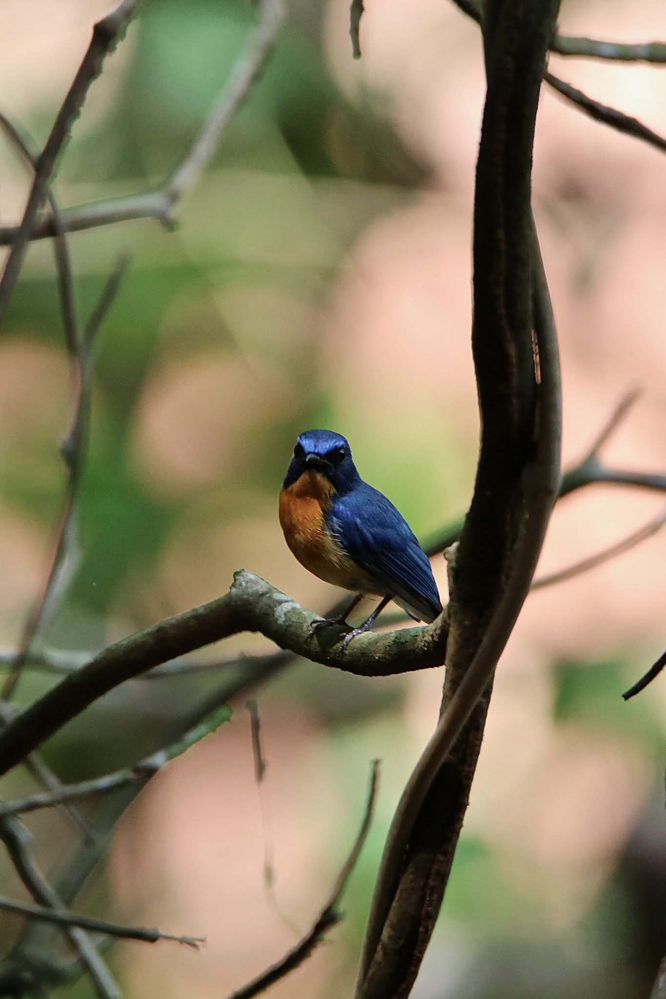 Tickell's blue flycatcher birds of india, high resolution free