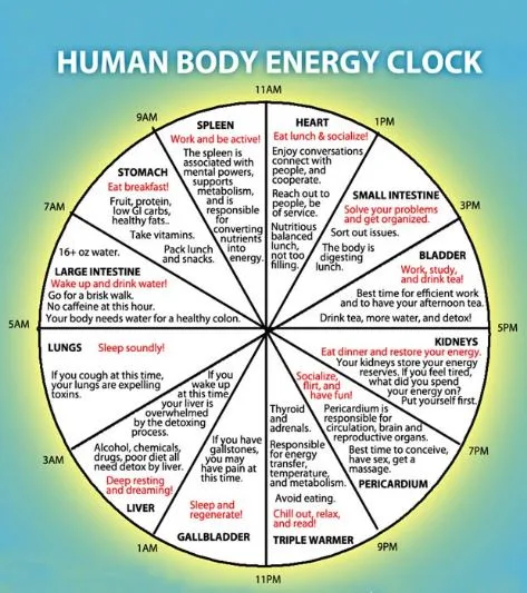 Chinese Body Clock