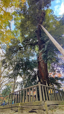 糺の森 紅葉 京都