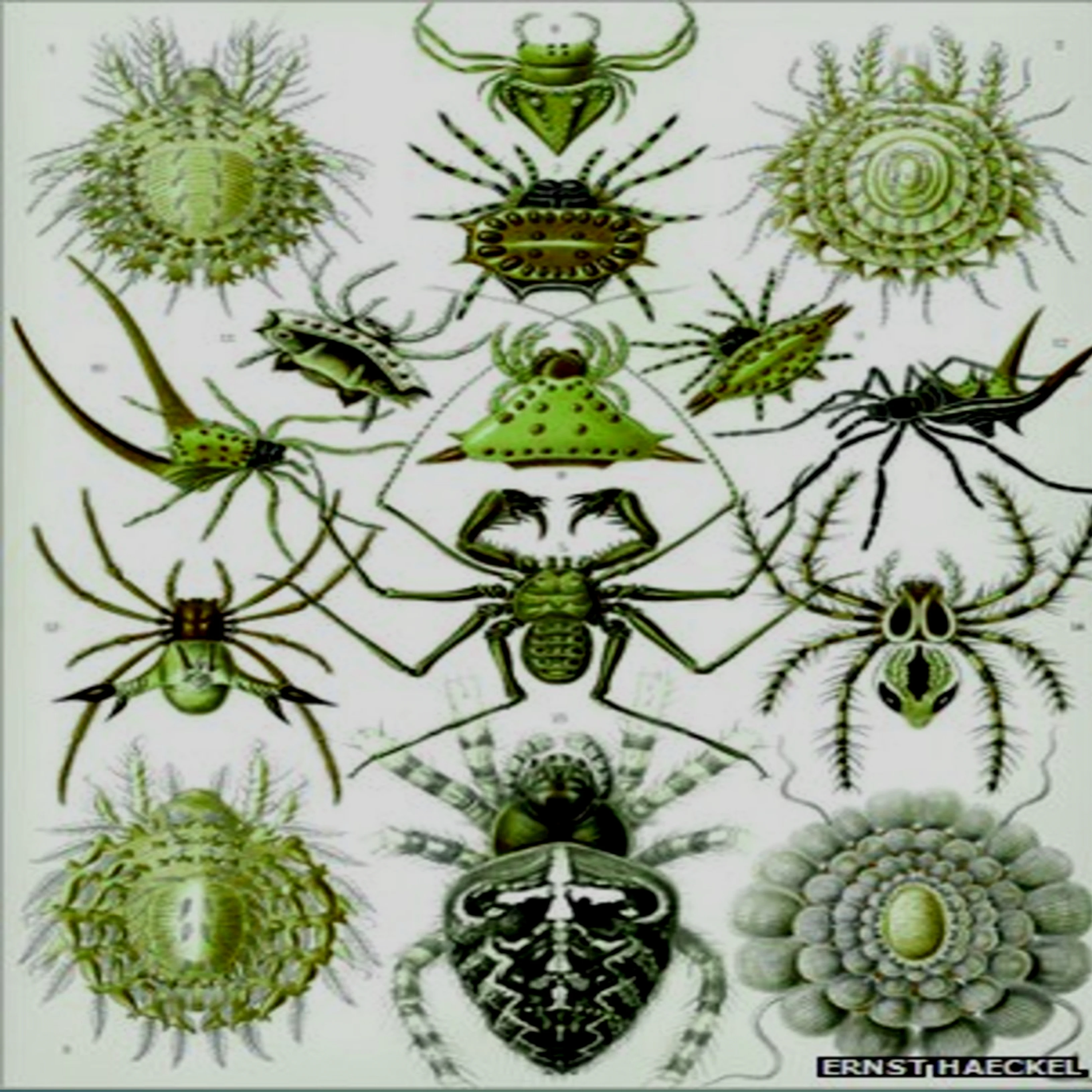 The rate of species discovery has remained about even ever since Haeckel compiled his Kunstformen der Natur (Art Forms of Nature) a century ago