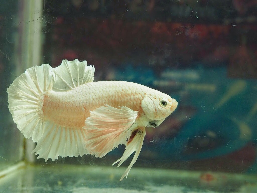  Ikan  Cupang  Termahal Cupang  Giant Albino Jenis Ikan  Cupang 