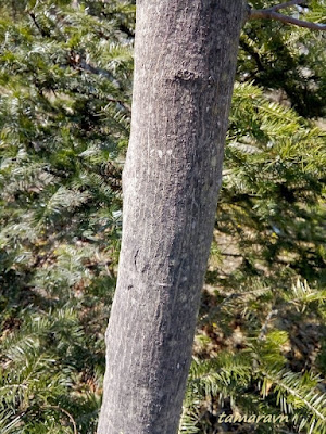 Клён ложнозибольдов (Acer pseudosieboldianum)