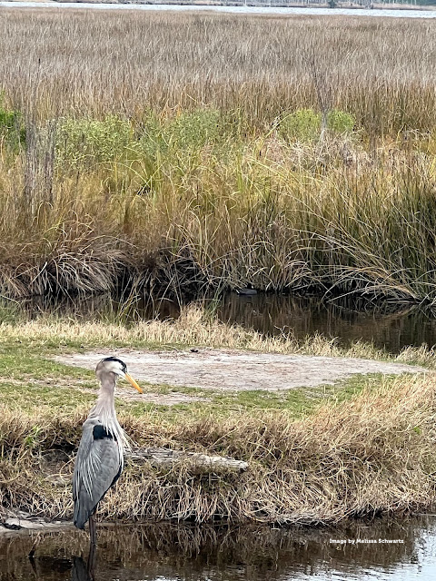 A great blue heron perched in the wetlands.