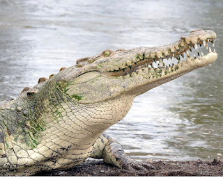 Crocodile in tanzania
