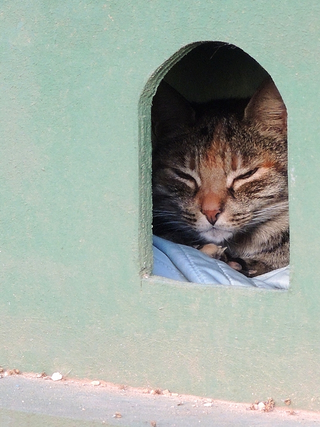 Malta: het kattenparkje in Sliema