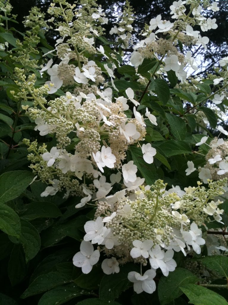  Gardens: My Hydrangea Paniculata 39;Tardiva39; almost in full bloom