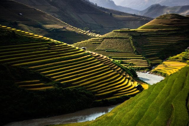 Golden rice terraces in Mu Cang Chai, Yen Bai, Vietnam