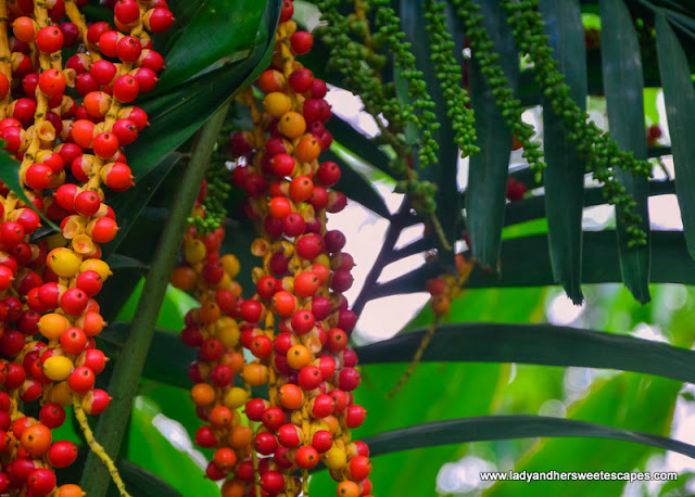 One of the exotic trees we spotted in Seychelles Botanical Garden