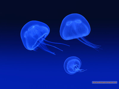 oceane meduze specii