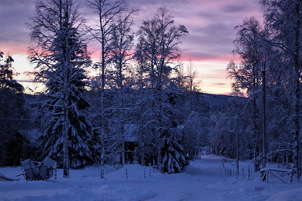 winter in sweden, snö, gryning, snötyngda granar