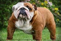 Bulldog