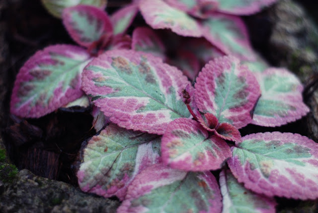 Episcia