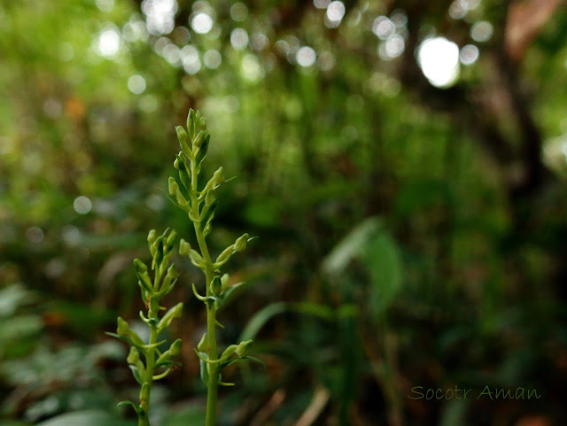 Platanthera minor