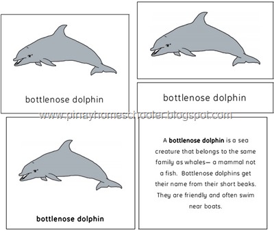 The Bottlenose Dolphin Preview