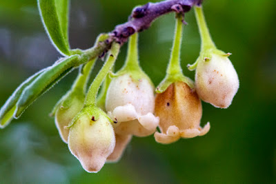 Texas persimmon flower