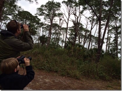 bird watching bird watching