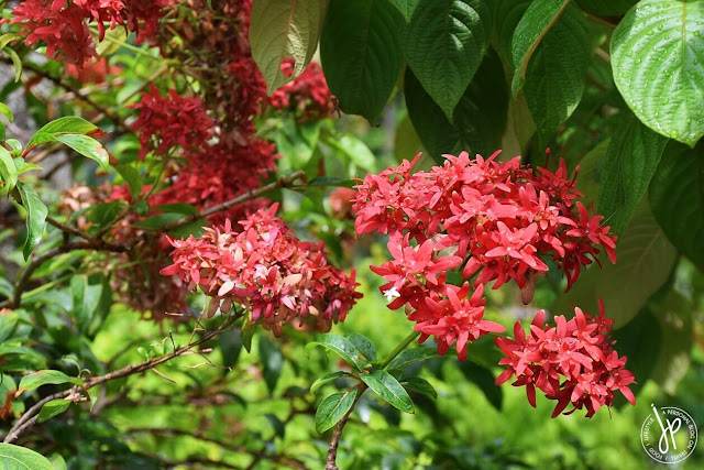 garden flowers