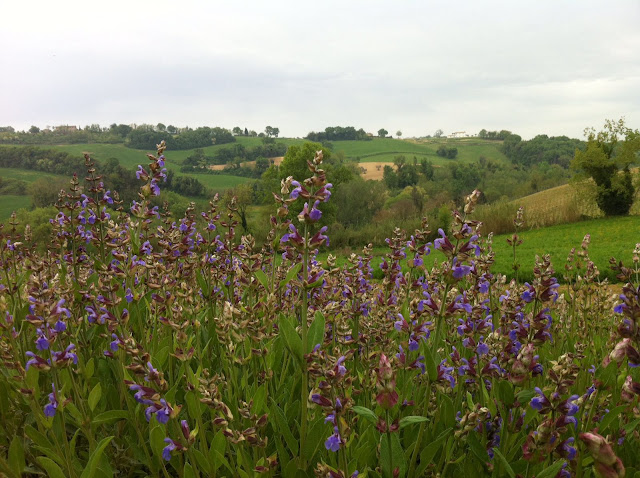 salvia Herbio