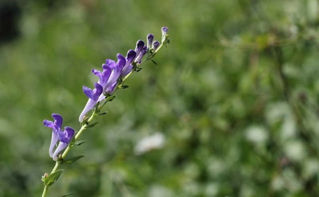 Baikal Skullcap Flowers Pictures