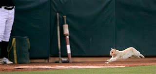 cat on the field