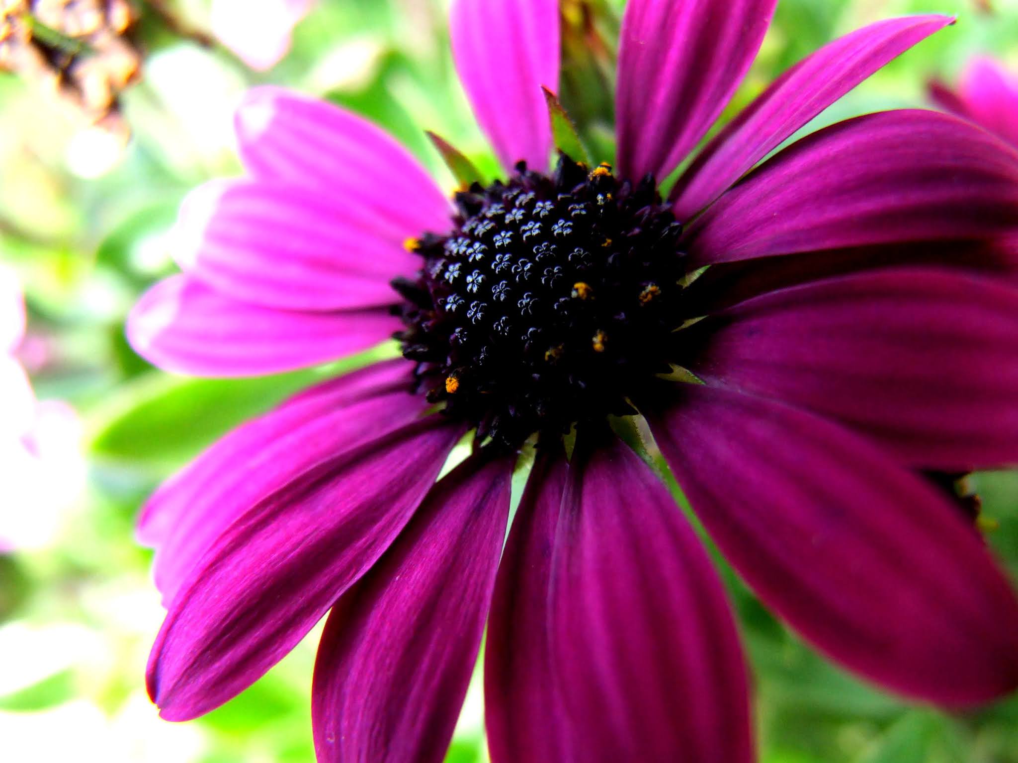 キンセンカ（ディモルフォセカ）の花の写真素材です。紫が鮮やかでキレイですよね。花芯も特徴的で可愛いです。