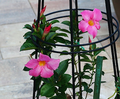 Mandevilla Flower