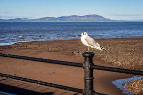 Photo of a gull perching on a post on Maryport pier