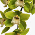 Orchid 'Green Dragon' Cymbidium Happy Days