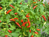 Cayenne Pepper | Guinea Spice | Cow Horn Pepper | Aleva Bird Pepper