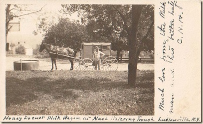 auto milk delivery wagon with horse (2)