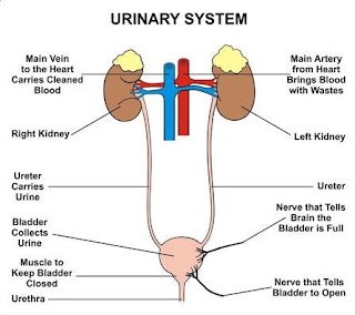 urinary system