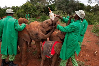 Kenya's Baby Elephant Orphanage Seen On www.dil-ki-dunya.tk
