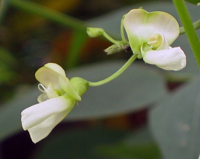 Flor de Phaseolus lunatus