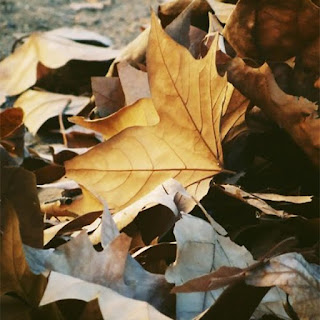 Fall_inspiration