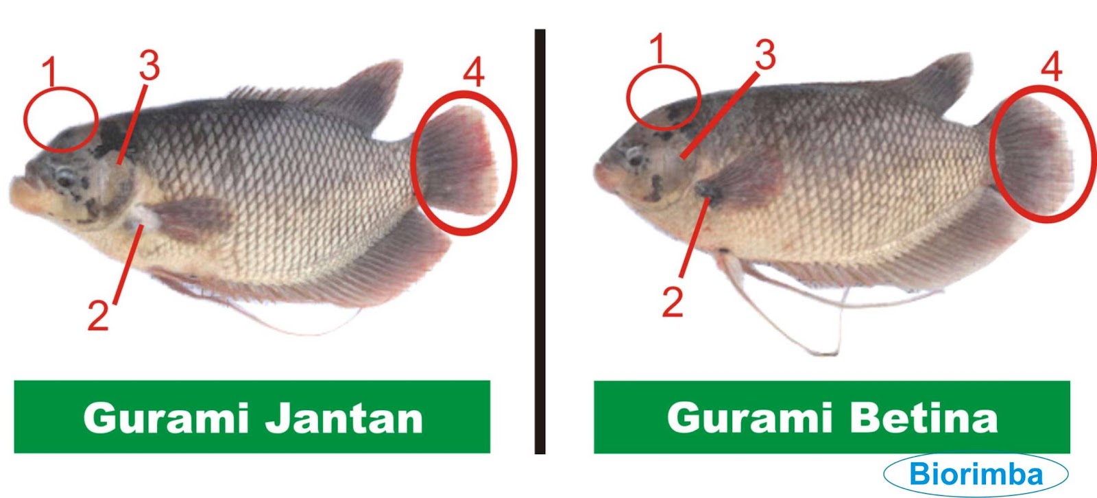 4 Perbedaan Ikan Koki Jantan & Betina