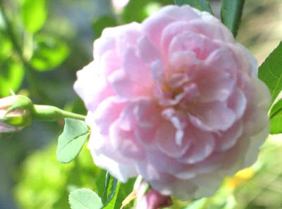 light pink rose