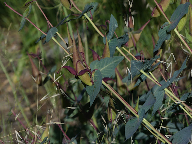 04: pods on a plant