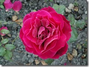 Roses 1024x768 (1) valentine wallpapers