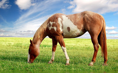 Fotografías de caballos (Equinos de Pura Sangre) - Beautiful Horses