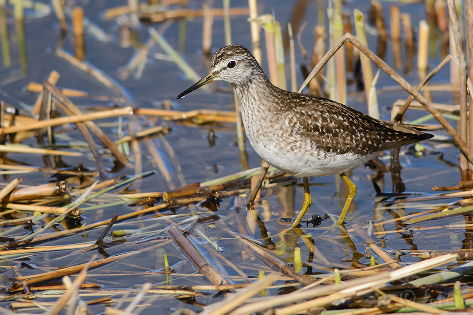 Mudatilder, Tringa glareola, Wood Sandpiper, tilder, kurvits