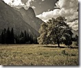 google nexus wallpaper_tree 960x800 uniquecoolwallpapers