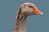 Toulouse Goose Male vs Female